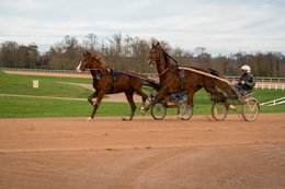 Cheval,-Chevaux,-Domaine-de-Grosbois,-Drivers,-Franck-Nivard,-Grosbois,-Kaleidos,-Kaleidos-images,-La-parole-à-limage,-Marolles-en-Brie,-Sulky,-Tarek-Charara,-Trot,-Trotteurs